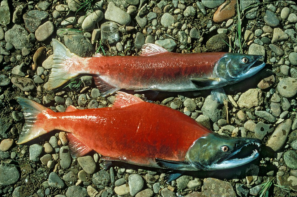 Sablefish Juvenile Salmon Competition Oregon Coast